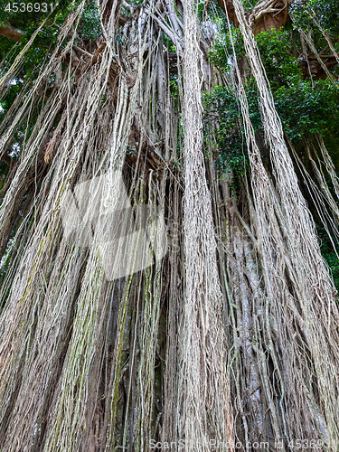 Image of Long trailing aerial or adventitious roots on tree