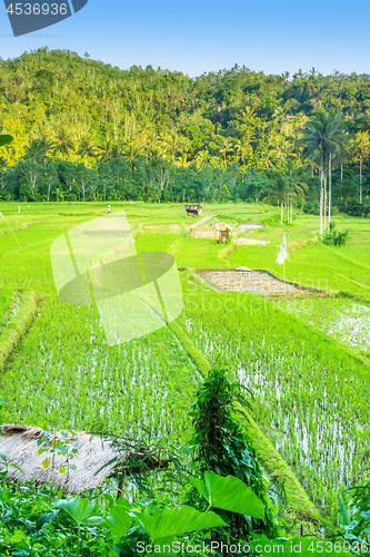 Image of Lush green rice field or paddy in Bali