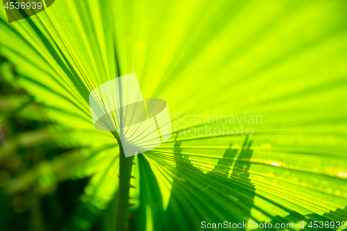 Image of green palm leaf background