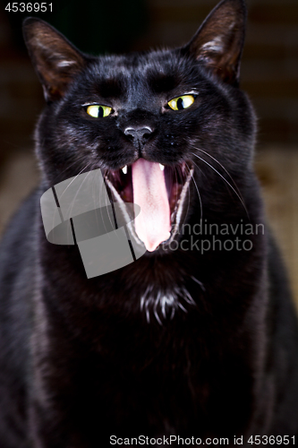 Image of Funny yawning black cat sitting and looking at the camera. 