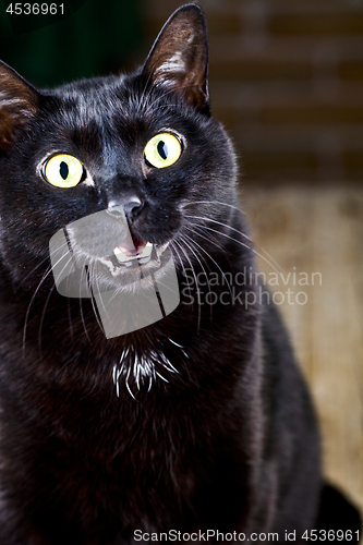 Image of Funny black cat sitting and looking at the camera.