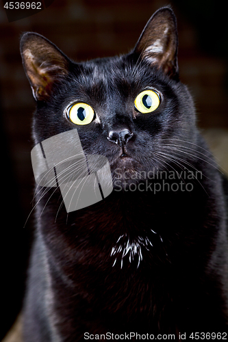 Image of Black cat sitting and looking at the camera.