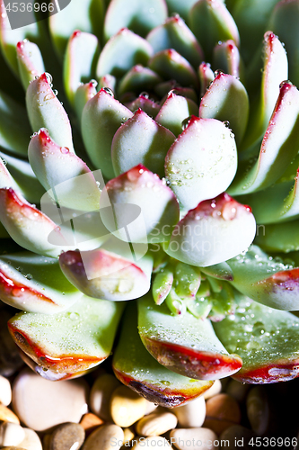 Image of Succulent plant with water drops macro image.