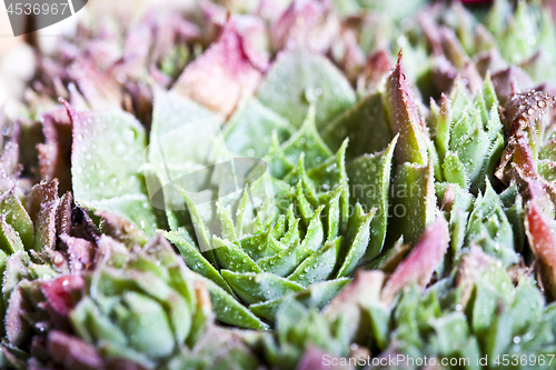 Image of Arrangement of the succulents with water drops overhead.