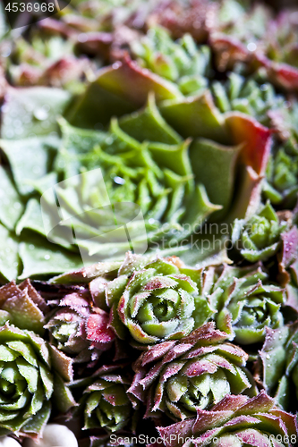 Image of Arrangement of the succulents with water drops overhead.