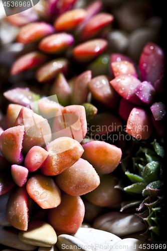 Image of Succulent plant with water drops macro image.