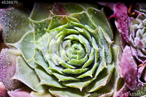 Image of Arrangement of the succulents with water drops overhead. 