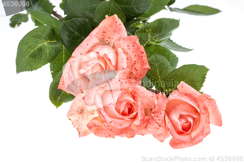 Image of Pink Roses