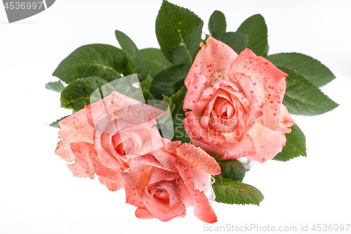 Image of Pink Roses