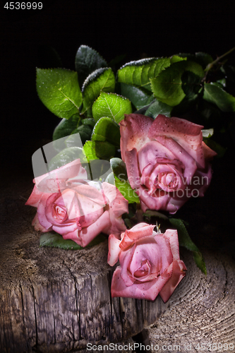 Image of Pink Roses And Old Wood