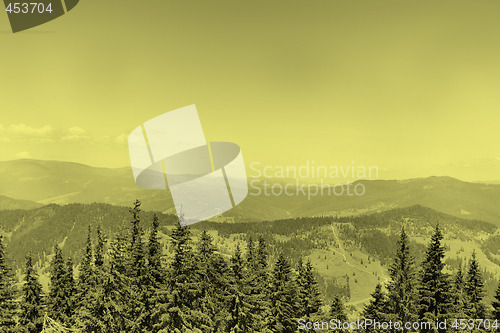 Image of Forest landscape