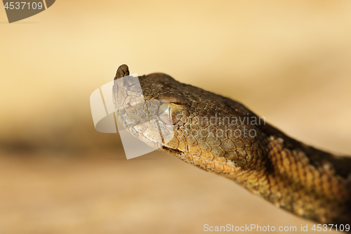 Image of head of dangerous european viper