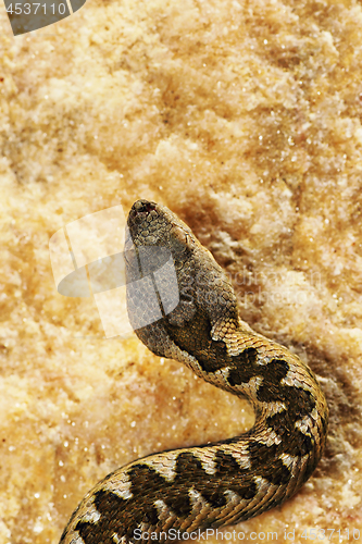 Image of detail of Vipera ammodytes in natural habitat