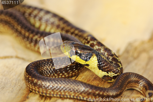 Image of beautiful juvenile aesculapian snake