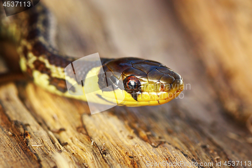 Image of portrait of juvenile Zamenis longissimus