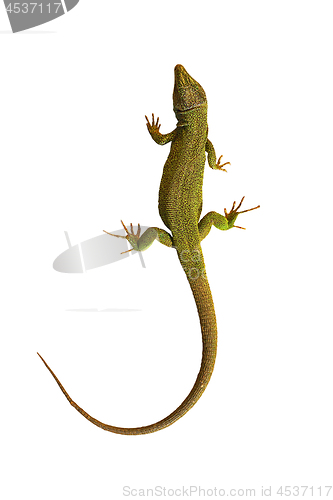 Image of isolated common green lizard