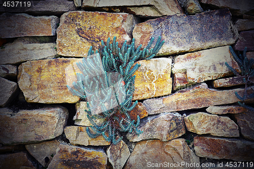 Image of plants growing on stone wall