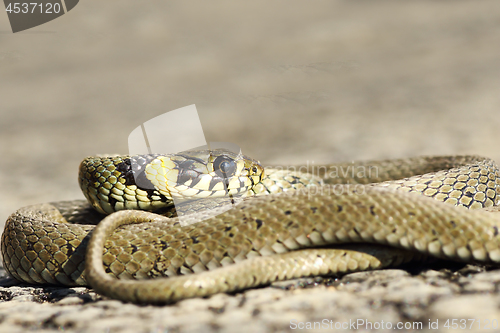 Image of curled grass snake