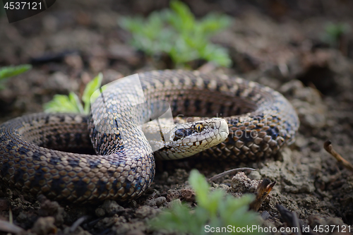 Image of rare meadow viper from Transylvania