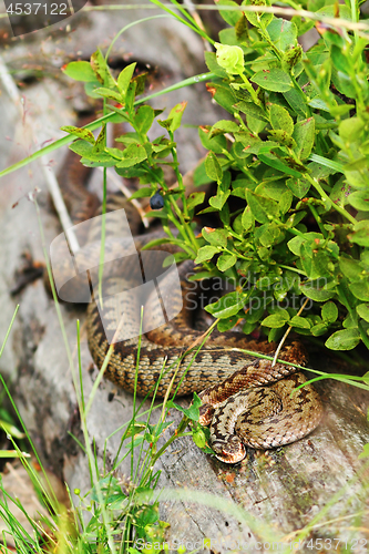 Image of two vipers basking together