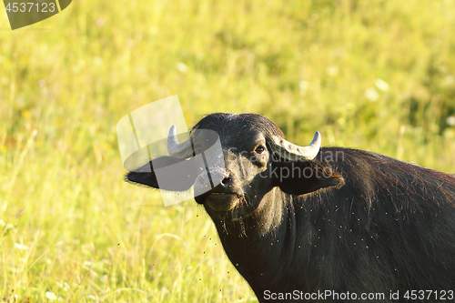 Image of close-up of domestic buffalo