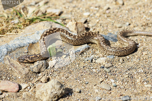 Image of javelin sand boa basking on ground