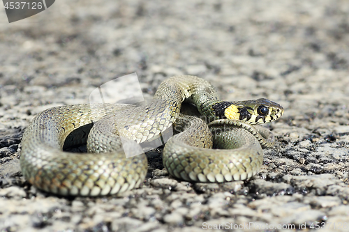 Image of grass snake ready to attack