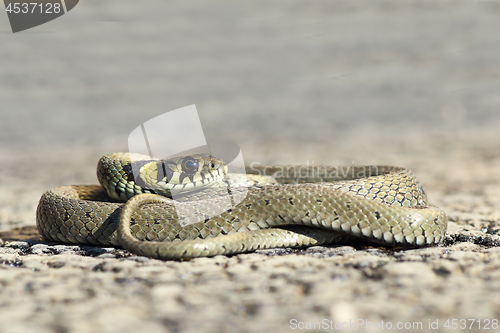 Image of full length grass snake 