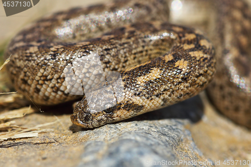 Image of javelin sand boa portrait, juvenile