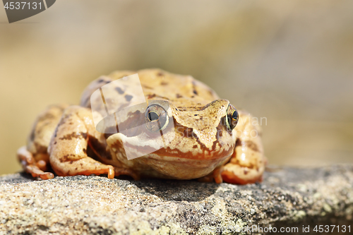 Image of closeup of european common frog