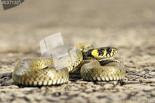 Image of closeup of beautiful grass snake on asphalt road