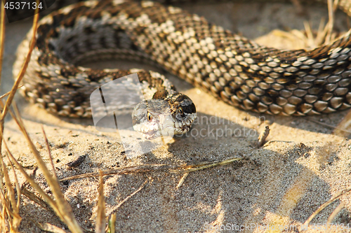 Image of close-up of rare moldavian meadow viper