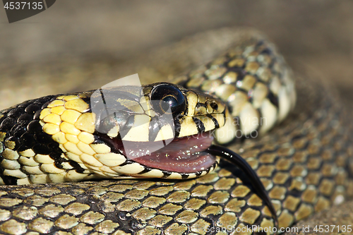 Image of portrait of grass snake in thanatosis