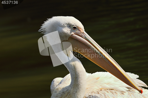 Image of portrait of Pelecanus onocrotalus