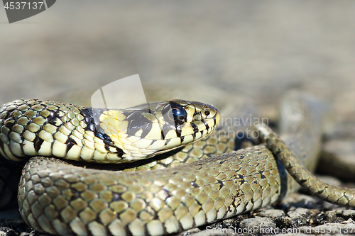 Image of macro portrait of grass snake head