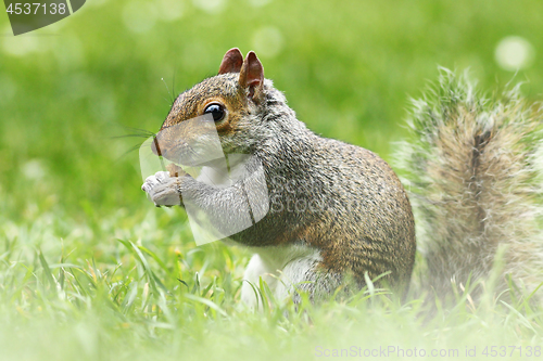 Image of cute grey squirrel in the grass