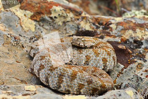 Image of rarest snake from Europe, the Milos viper