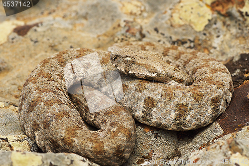 Image of the beautiful and dangerous milos viper