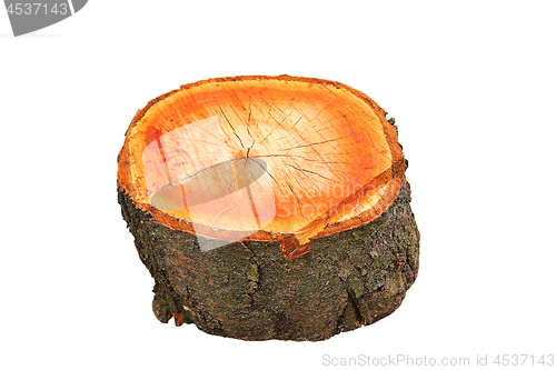 Image of isolated cherry tree wooden stump