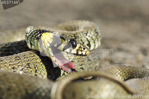 Image of detail of grass snake with open mouth