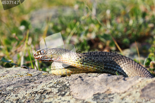 Image of eastern montpellier snake in natural habitat