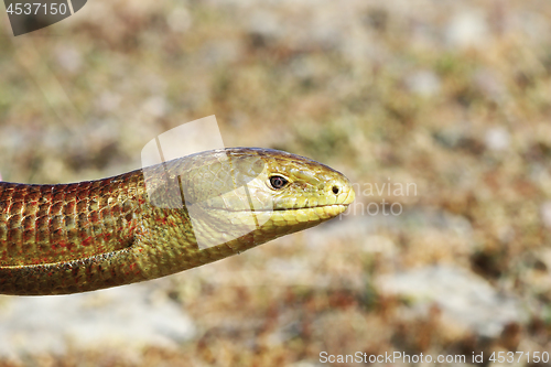 Image of close-up of Pseudopus apodus