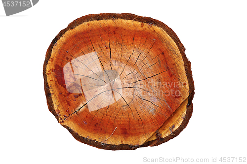 Image of cross section of cherry tree trunk