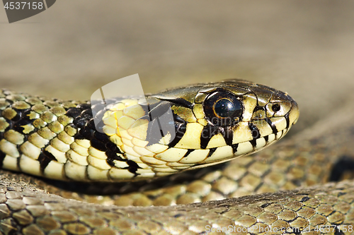 Image of macro portrait of colorful grass snake