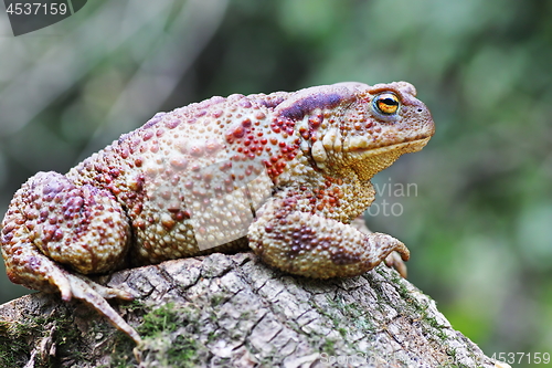 Image of large brown toad on stump