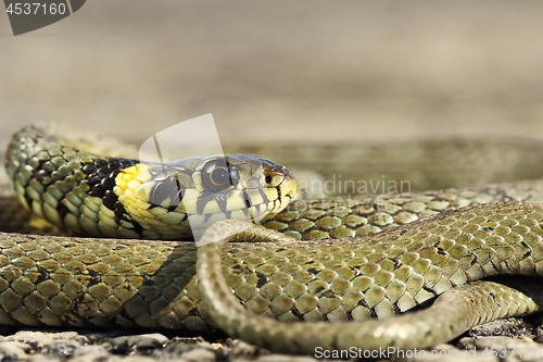 Image of closeup of Natrix snake