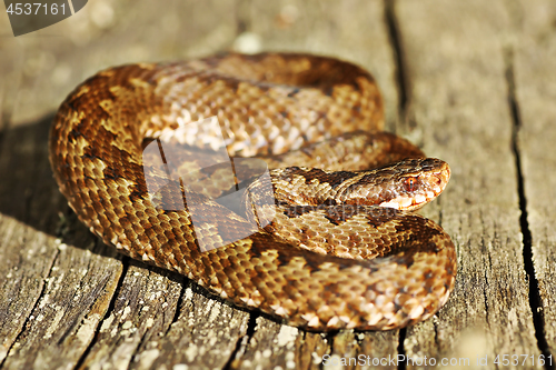 Image of colorful common european adder basking