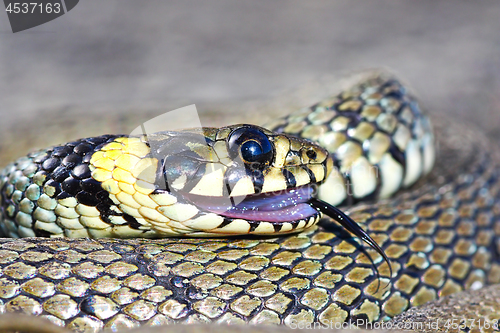 Image of thanatosis behaviour, grass snake