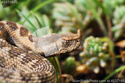 Image of closeup of beautiful and dangerous european nose horned viper