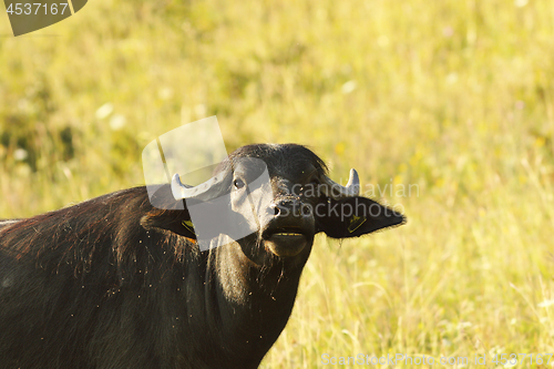 Image of black indian buffalo portrait